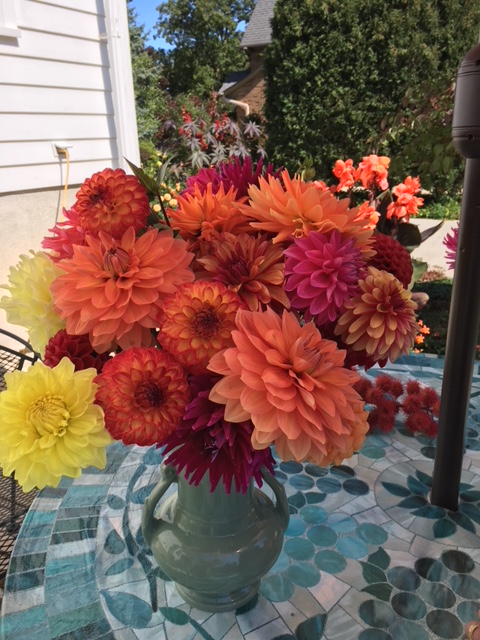 Dahlia1