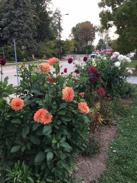 Dahlia3