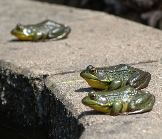 Frogs basking by a Port Washington pond