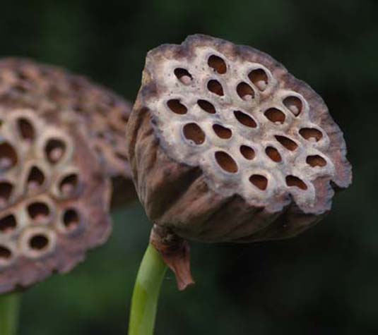 Lotus pods