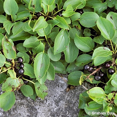 European buckthorn