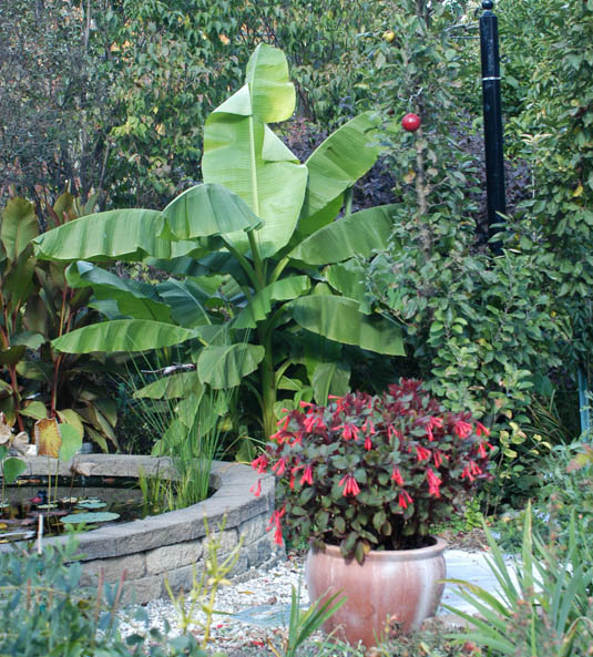 Banana in Port Washington