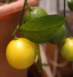 'Meyer" limon