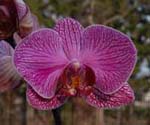 Phalaenopsis orchid